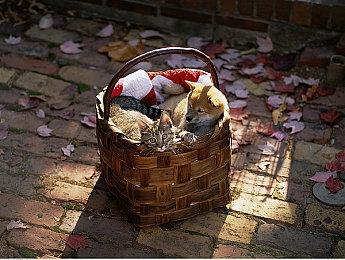 6800XT在AMD FSR加持下可4K最高画质流畅玩《战神》